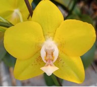 Орхидея Фален. Шанс 1ст d11 h50 10шт