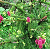 Ель (Picea) обыкновенная Акрокона d26 h45 1шт