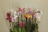 Орхидея Фален. микс 3 ст d12 h70 10шт