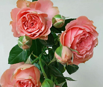 Роза Special Dimension кустовая (Ц) дл.60 10 шт
