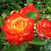 Роза Imperial Rose (B.Topalovic) Пигаль 85 2л 1шт