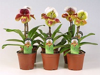 Орхидея Пафиопедилум Америка Гибрид микс d12 h55 6шт