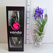 Орхидея Ванда микс (стекл.ваза Champagne) d20 h70 1шт