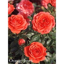 Роза Imperial Rose (B.Topalovic) Оранж Джувел мини 2л 1шт