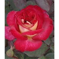 Роза Imperial Rose (B.Topalovic) Даск флор. 2л 1шт