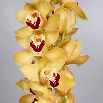 Орхидея Cymbidium Cooksbridge*6 дл.80 1шт