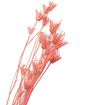 Нигелла сухоцвет, 30г, нежно-розовый