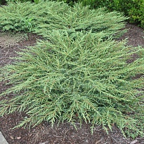 Можжевельник (Juniperus) обыкн.Грин Карпет d9 h5-15 18шт
