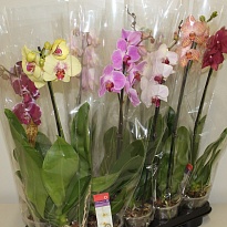 Орхидея Фален. Промо микс 1 ст d12 h50 10шт