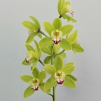 Орхидея Cymbidium Green Giant*6 дл.80 1шт