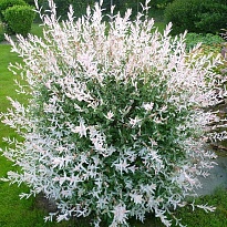 Ива (Salix) цельнолистная Хакуро Нишики d9 h20-30 18шт