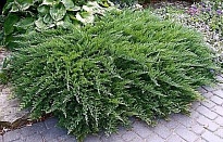 Можжевельник (Juniperus) казац.Тамарисцифолия (KV) d13 h20-25 8шт