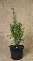 Можжевельник (Juniperus) обыкн. Арнольд d9 h5-15 18шт
