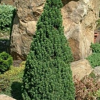 Ель (Picea) канадская Десембер d9 h20-30 18шт