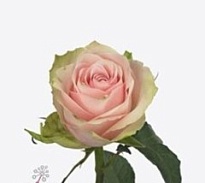 Роза Pink Athena дл.35 10шт