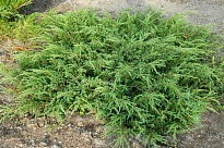 Можжевельник (Juniperus) обыкн. Репанда d9 h20-35 18шт