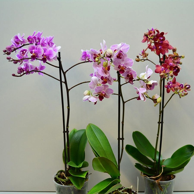 Орхидея Фален. Мультифлора микс 1 ст d12 h50 10шт