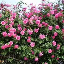 Роза Imperial Rose (B.Topalovic) Декор плет.2л 1шт