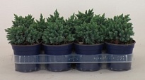 Можжевельник (Juniperus) чешуйчатый Блю Стар (KV) d11 h10-12 11шт