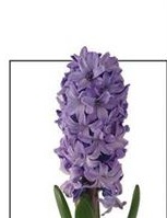 Гиацинт Blue Future 5шт