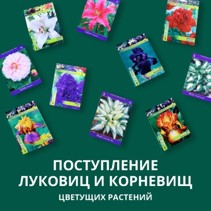 Поступление луковиц и корневищ цветущих растений весна 2023! Поступление луковиц и корневищ цветущих растений весна 2023!