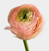 Лютик Clooney Tuareq 10шт