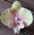 Орхидея Фален. Митао 1ст d12 h60-70 10шт