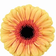 Гербера Everglow 25  шт