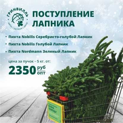 Поступление лапника