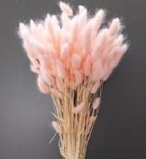 Лагурус Light Pink пучок 1шт