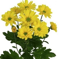 Хризантема кустовая Copa (Italia) 5шт