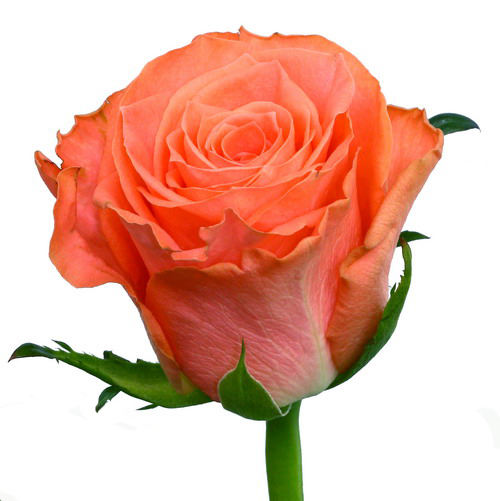 Роза Hispan Amsterdam дл.50 25шт