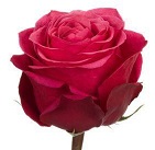 Роза Quim Cherry Oh дл.60 25шт