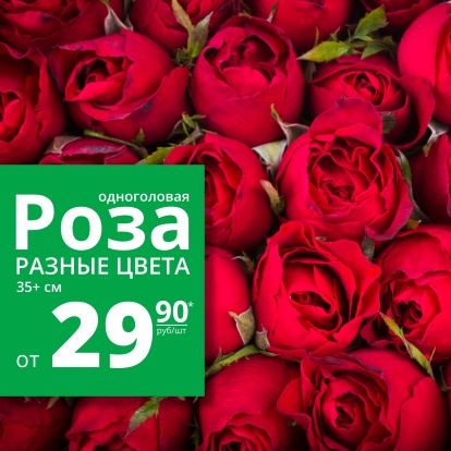 Акция! Роза одноголовая от 29,90р! Акция! Роза одноголовая от 29,90р!