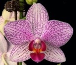 Орхидея Фален. Стрекоза 2ст d10 h60-70 10шт