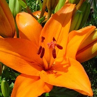 Лилия la Idaho 4/5+ 10шт