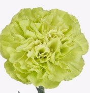 Гвоздика Wasabi 20шт