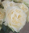 Роза Санни смайл одноголовая (МЦ) дл.50 10шт/уп