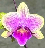 Орхидея Фален. Русалочка 1 ст d12 h50-55 10шт