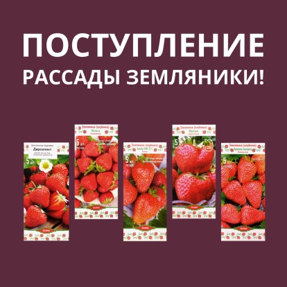 Поступление рассады садовой земляники! Поступление рассады садовой земляники!