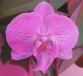 Орхидея Фален. Космополитан 1ст d12 h60-70 10шт