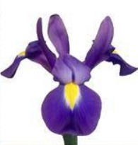 Ирис New Magic 10шт/уп