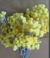 Гелихризум пучок 1шт