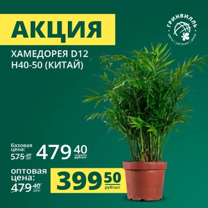 Хамедорея по 399.5 рублей