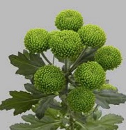 Хризантема кустовая Deligreen Zentoo 5шт