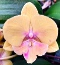 Орхидея Фален. Афродита 1ст d12 h60-70 10шт