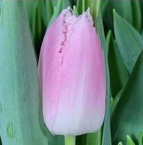 Тюльпан Fr Zanzibar 10шт