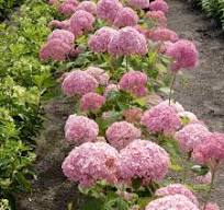 Гортензия (Hydrangea) древ. Стэнд Ап Пинк d9 1шт