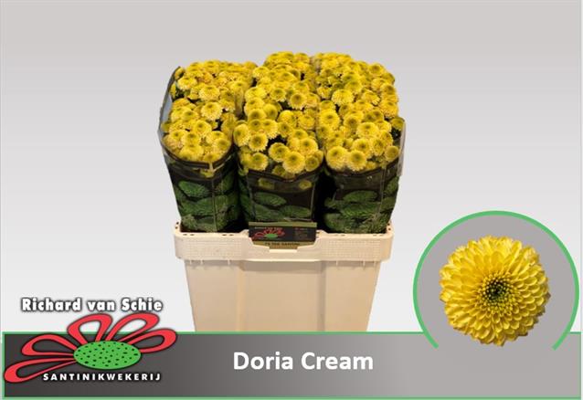 Хризантема сантини Doria Cream 25шт