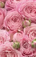 Роза Рози Баблс кустовая (МЦ) дл.70 10шт/уп